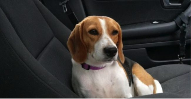 Rehomed beagle on journey home